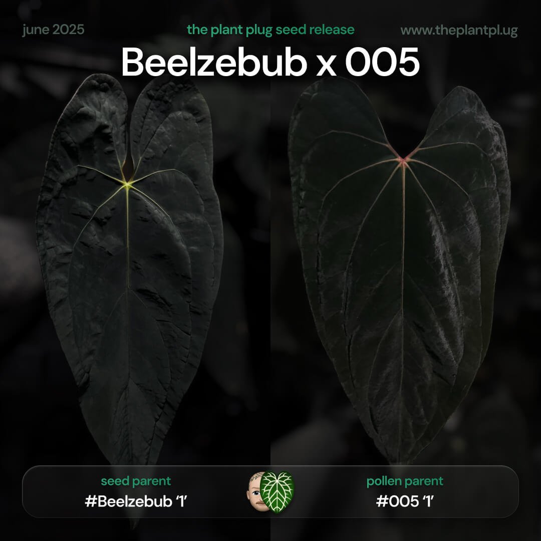 Anthurium Beelzebub x 005