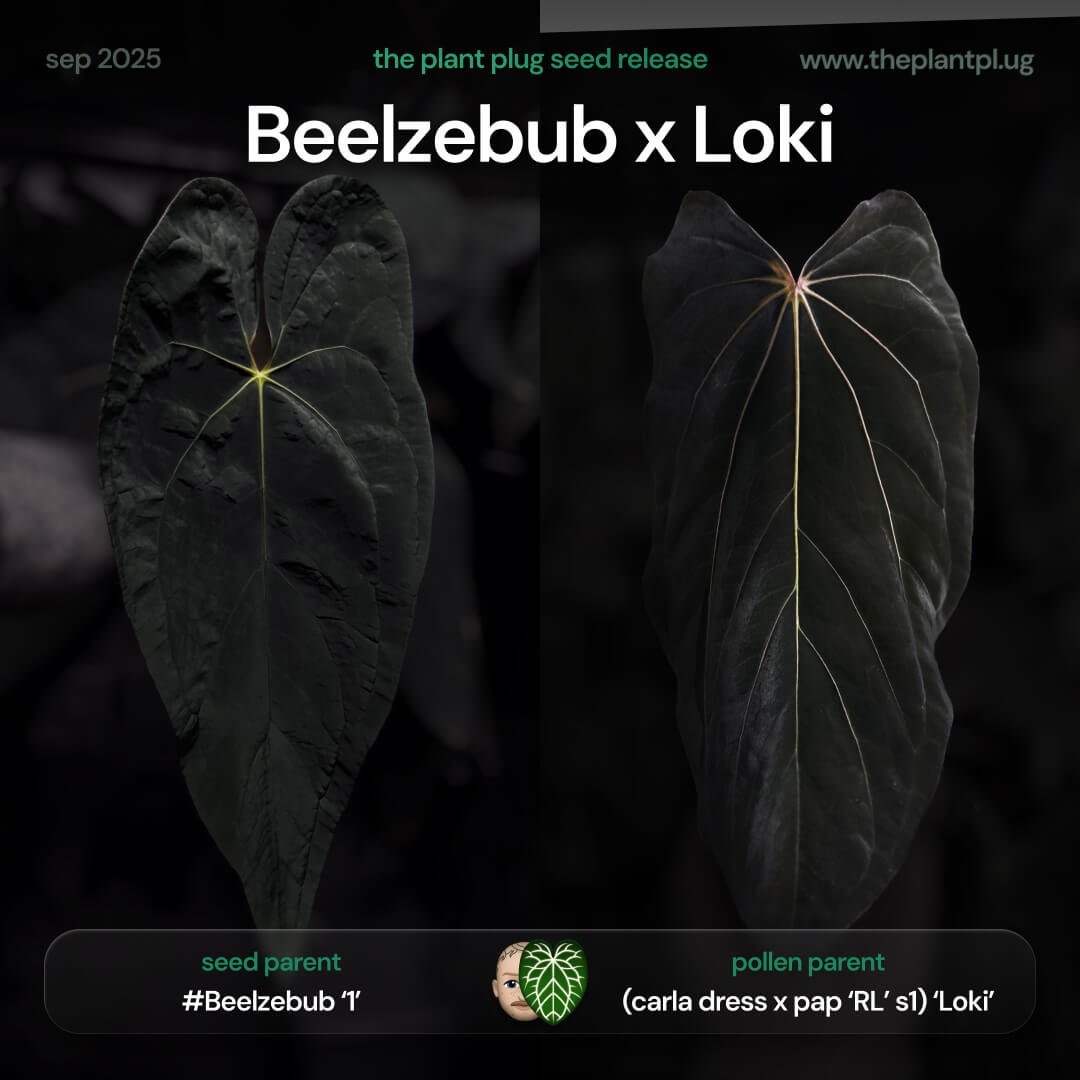Anthurium Beelzebub x Loki