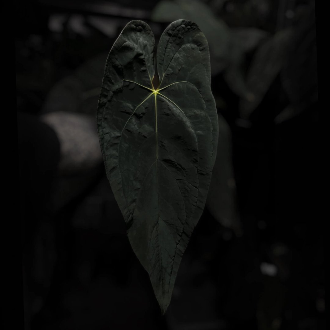 Anthurium #Beelzebub '1'