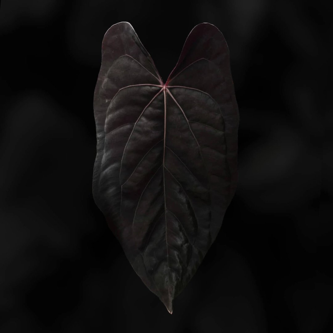Anthurium (carla x dress) x (pap 'RL' x self) '1'