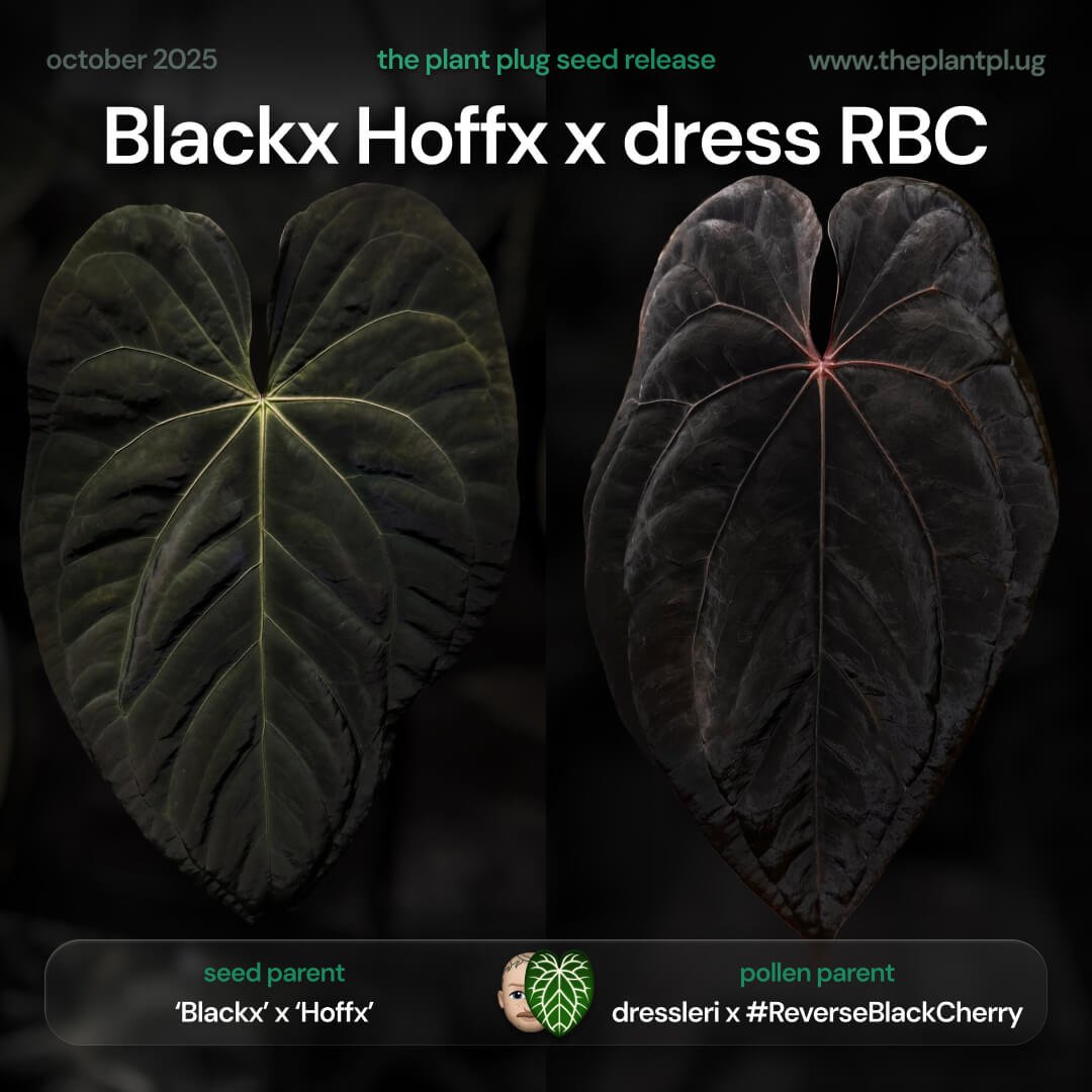 Anthurium Blackx Hoffx x dressleri RBC