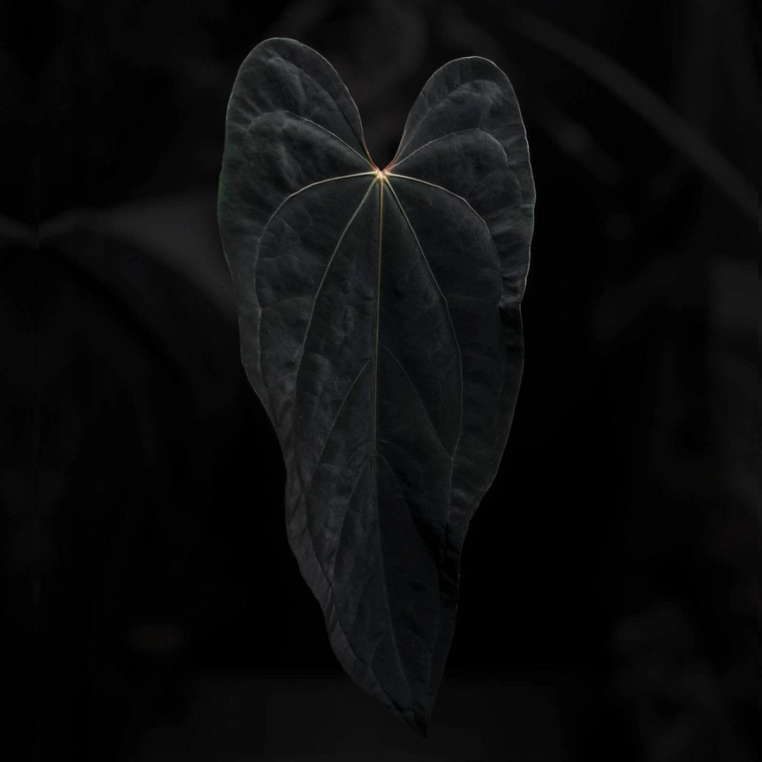 Anthurium 'Midnight Velvet' x 'Sanguineum'