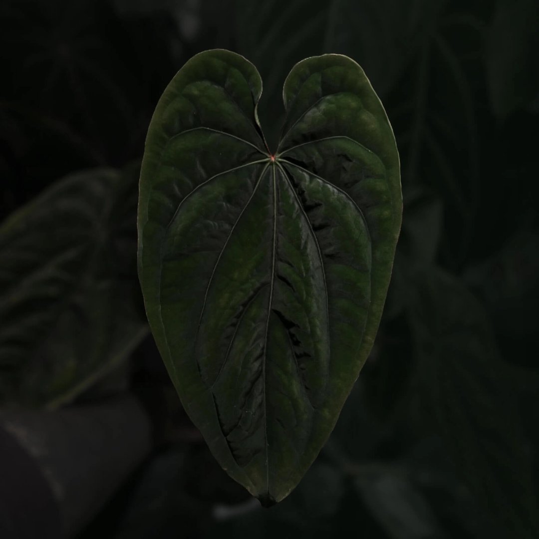 Anthurium dressleri 'LAS'