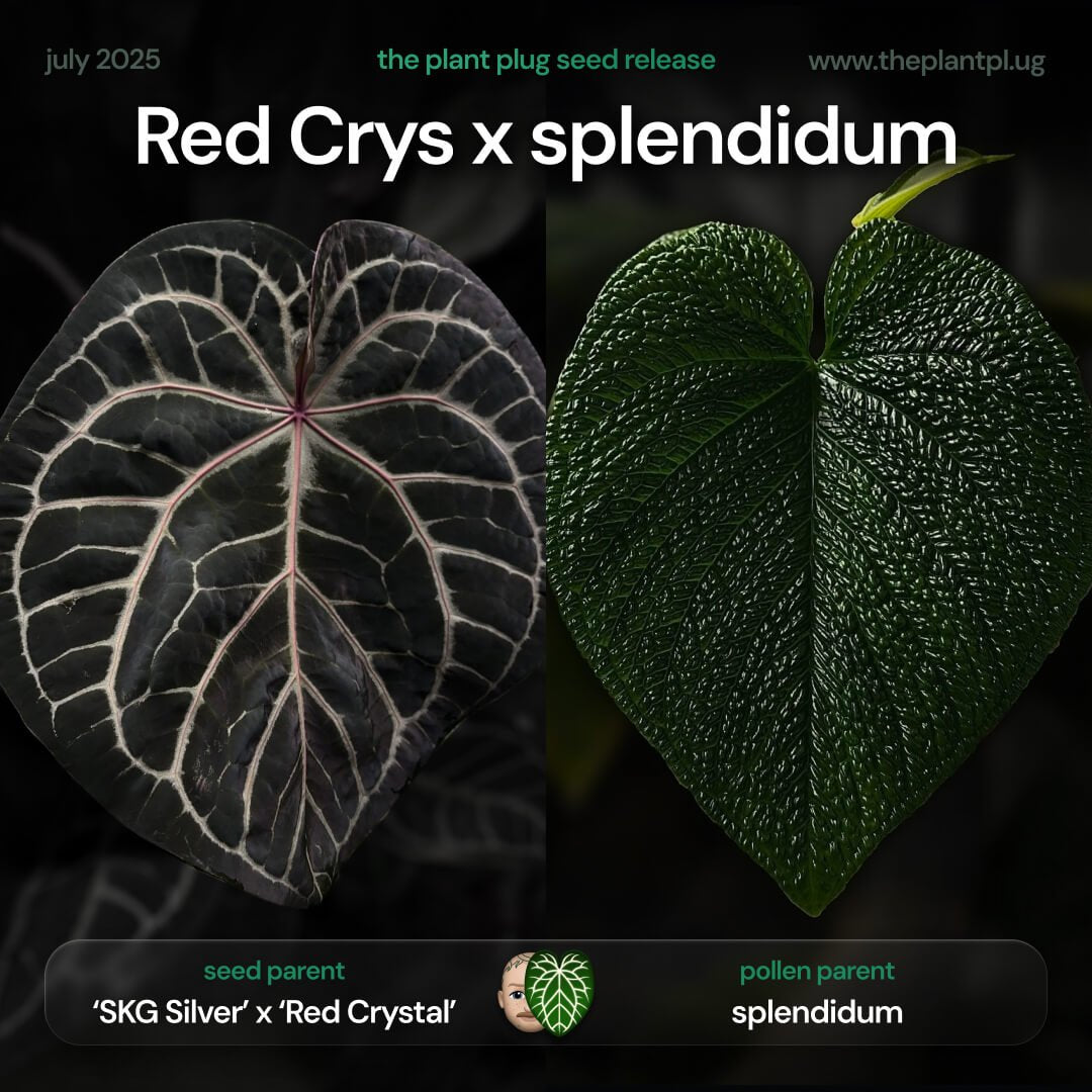 Anthurium Red Crystal x splendidum