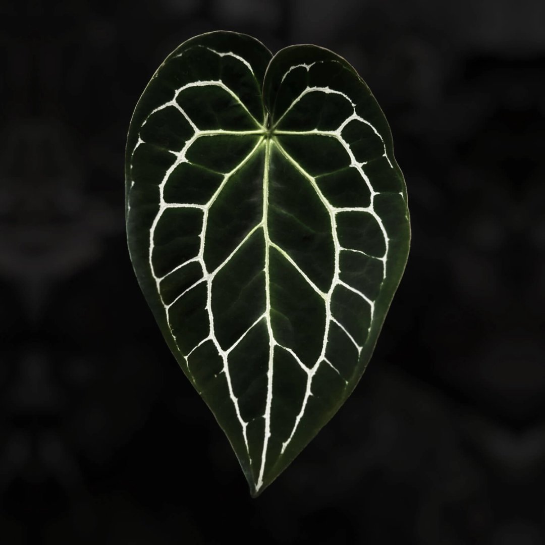 Anthurium crystallinum ex. Antioquia