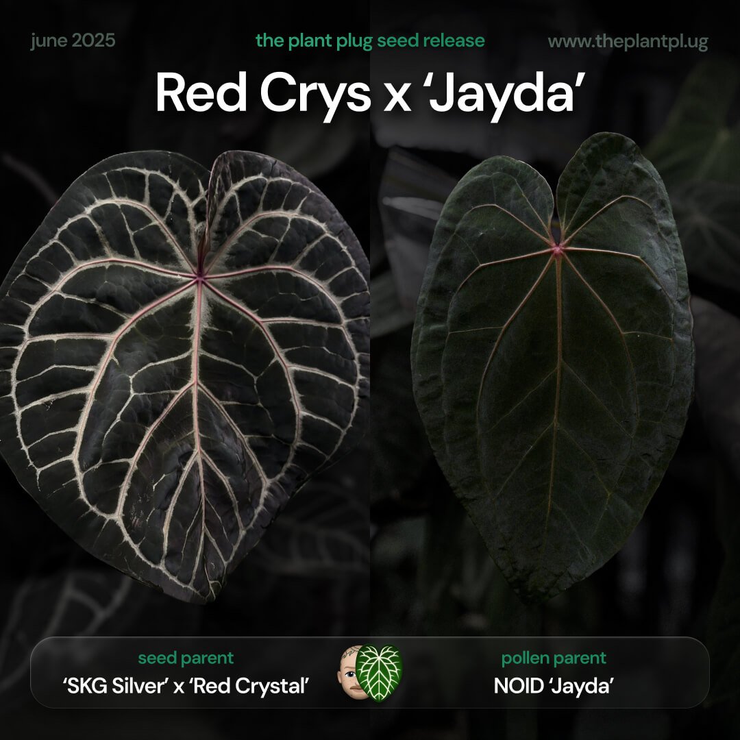 Anthurium Red Crystal x 'Jayda'