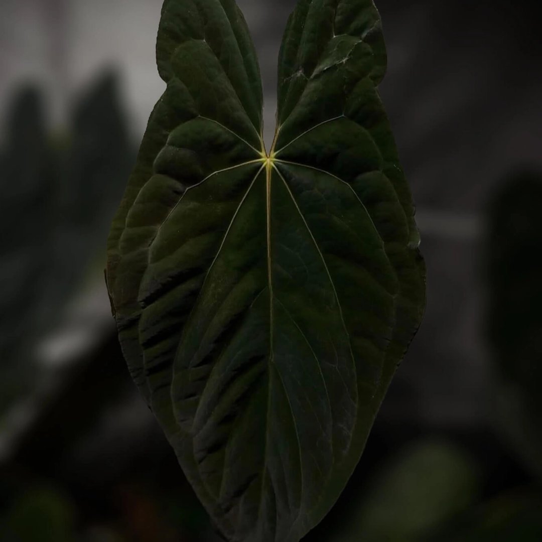 Anthurium papillilaminum x dressleri ex. Living Art Store