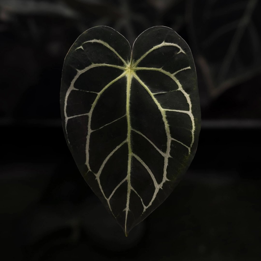 Anthurium carlablackiae