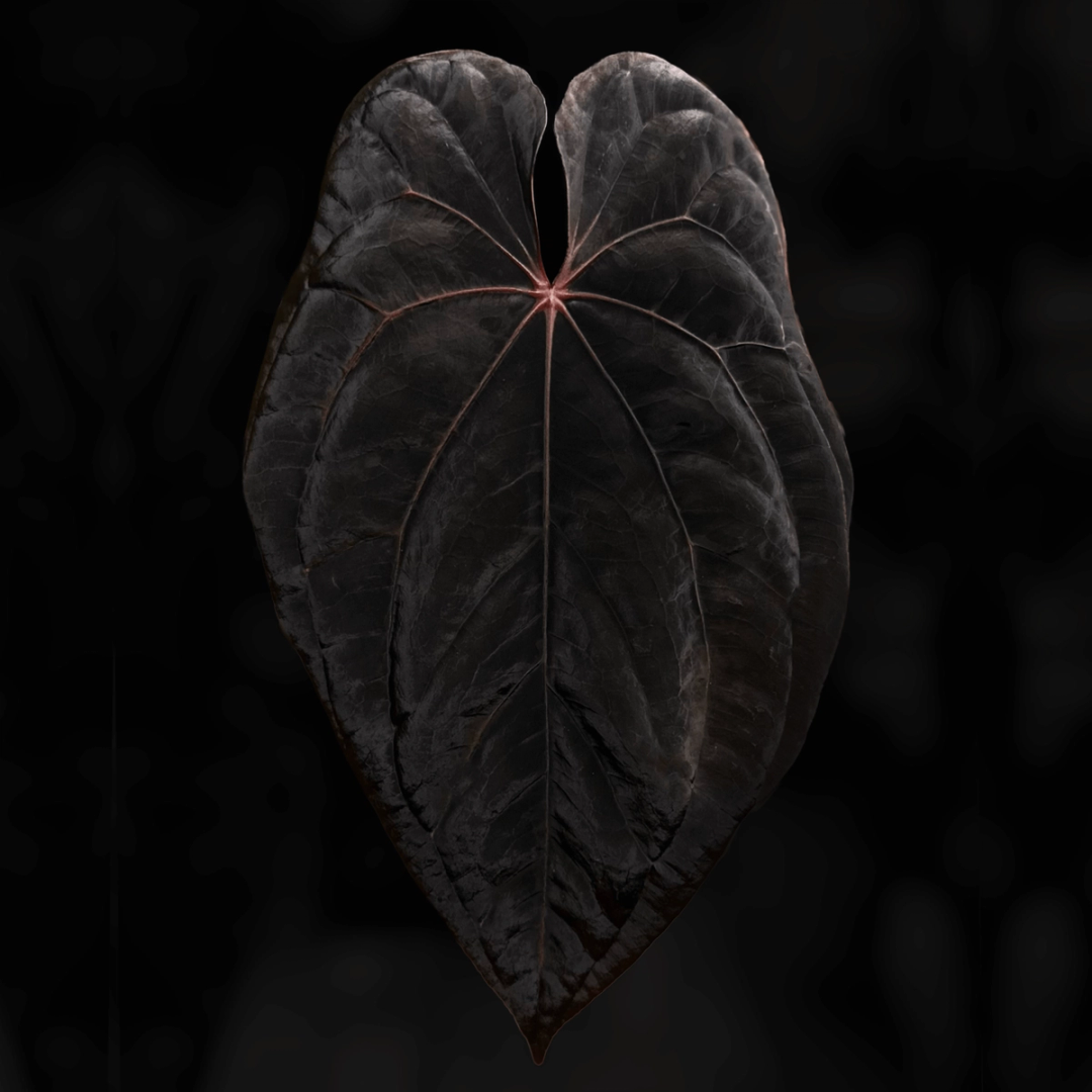 Anthurium dressleri x #ReverseBlackCherry