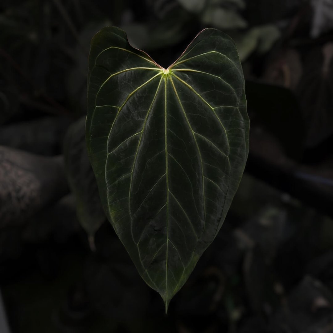 Anthurium 'Black' hybrid