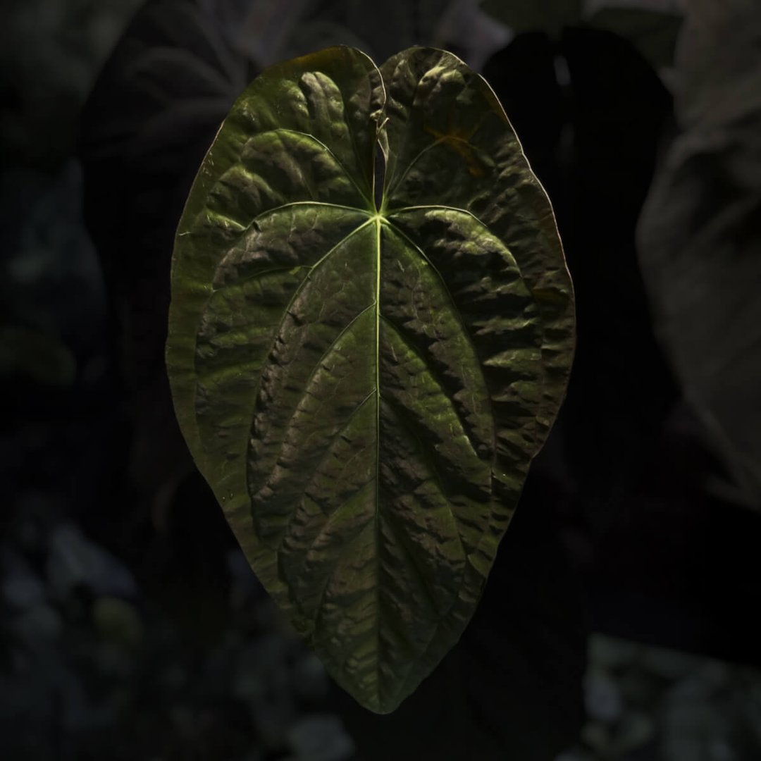 Anthurium 'Hoffx' x (papillilaminum x dressleri)
