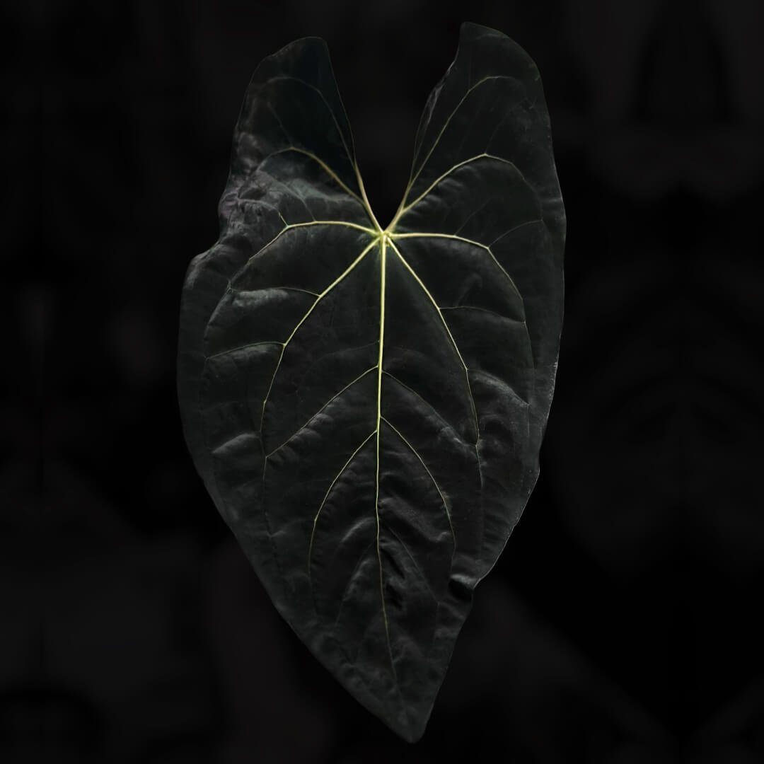 Anthurium besseae aff 'Wide' x pap 'A+'