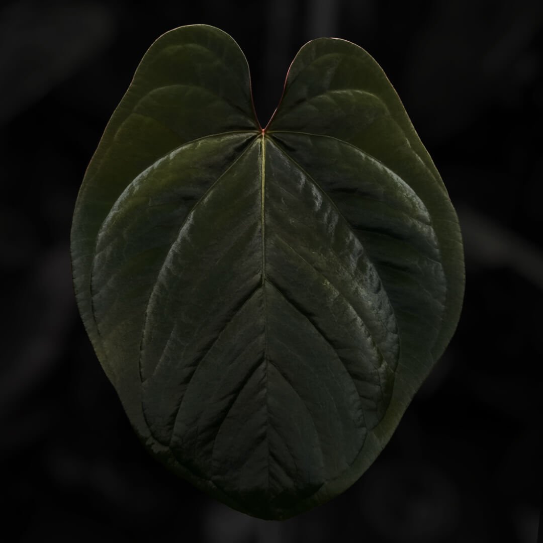 Anthurium (dressleri aff 'Eastern Dressleri') 'TPP1'