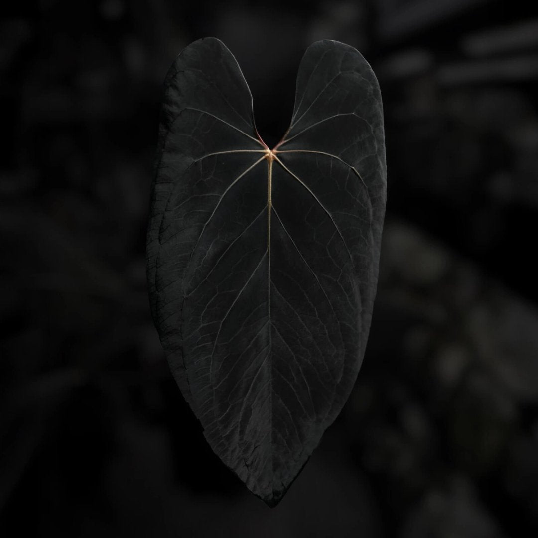 Anthurium (#BlackCherry x papillilaminum) '2'