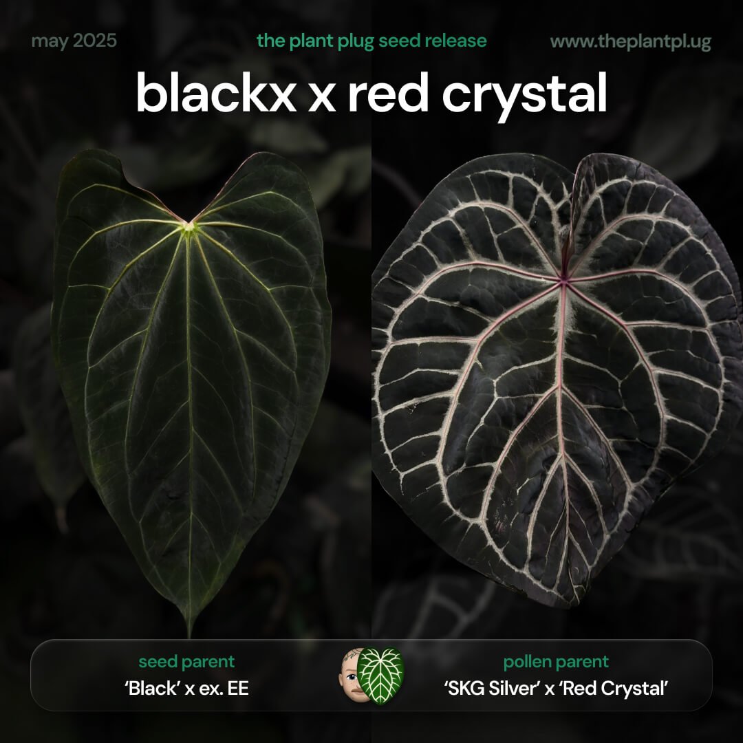 Anthurium ('Black' x) x ('SKG Silver' x 'Red Crystal')