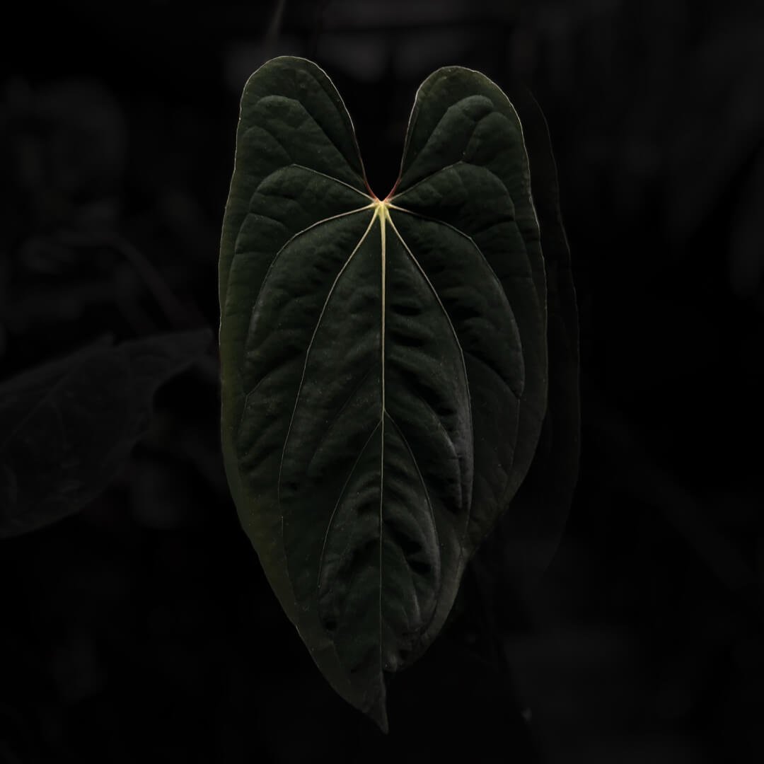 Anthurium papillilaminum 'FS' x antolakii / 'BVEP'