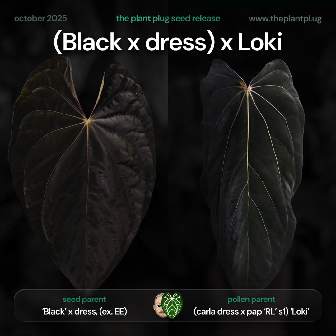 Anthurium (Black x dress) x Loki