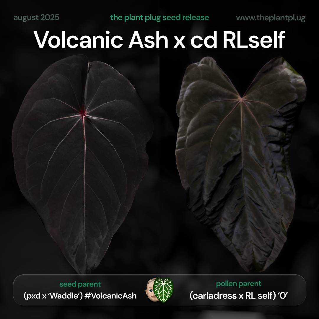 Anthurium Volcanic Ash x carladress RLself