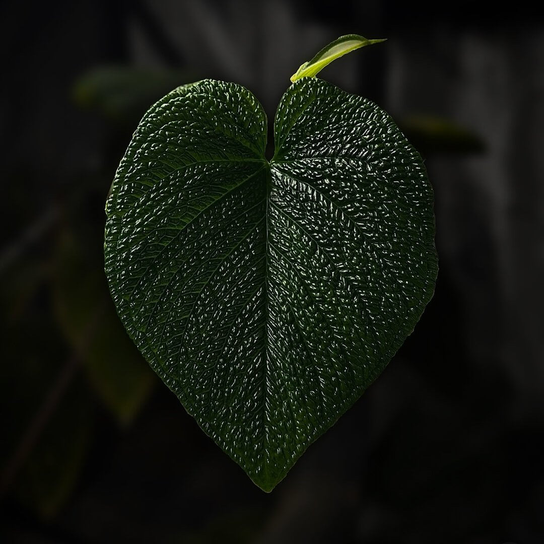 Anthurium splendidum