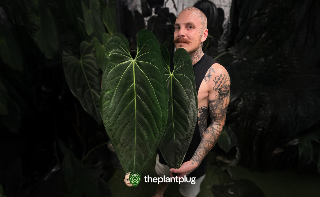 Secrets of Elite Anthurium Growers: The Exact Nutrient System to 10x Your Leaf Size