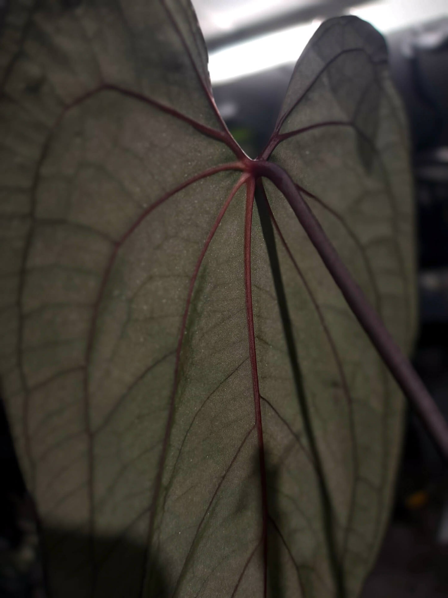 Anthurium 005 x carladress RLself