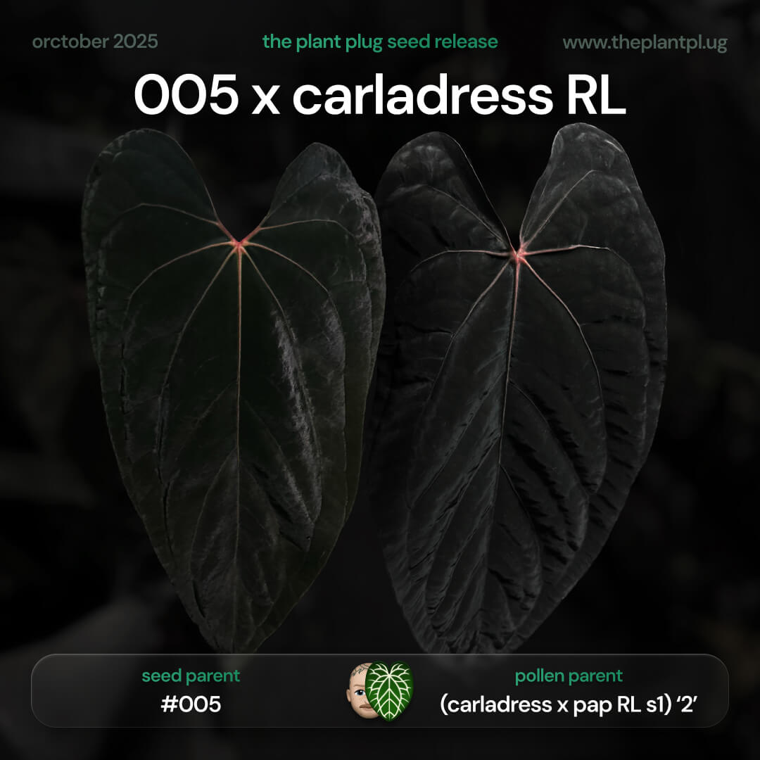 Anthurium 005 x carladress RLself