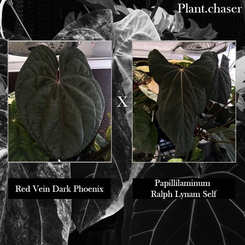 Anthurium 'RVDP' x papillilaminum 'RL x self' • germinated seeds