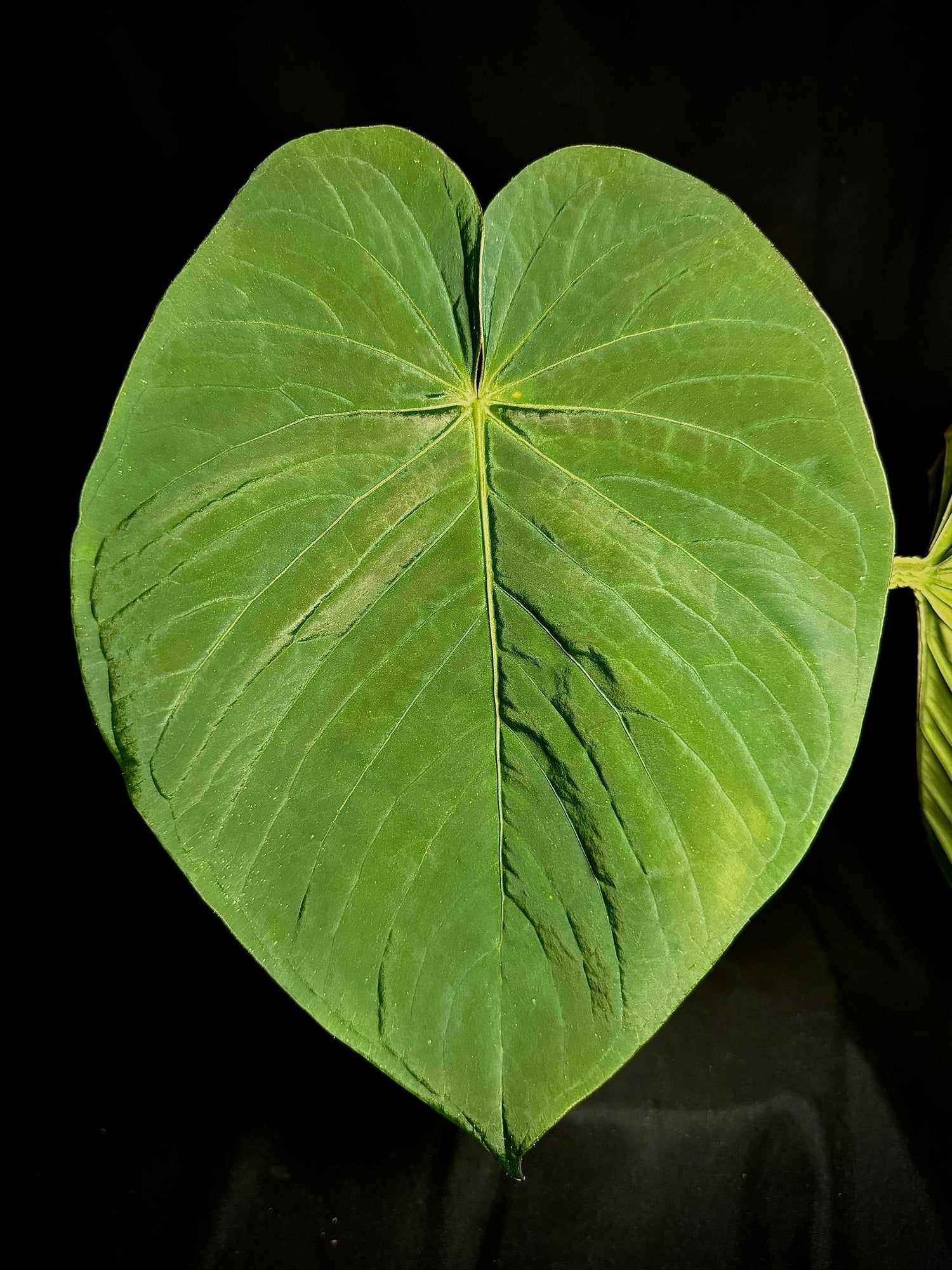 Anthurium 'magenta' x kunayalanse RA7 #MK5
