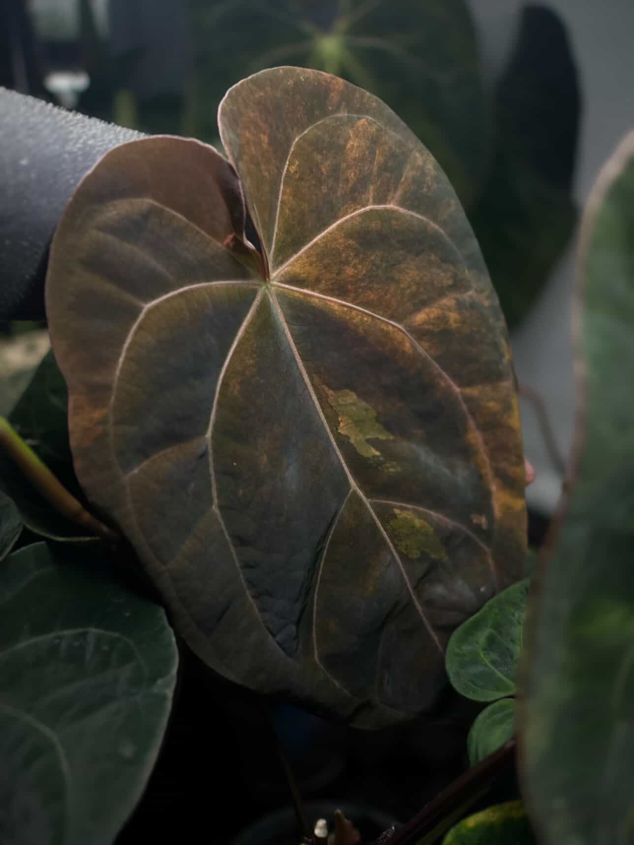 Anthurium lux pap crys hybrid • pink & orange variegated