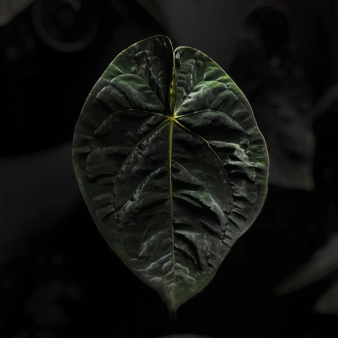 Anthurium #PhoenixGangb*ng