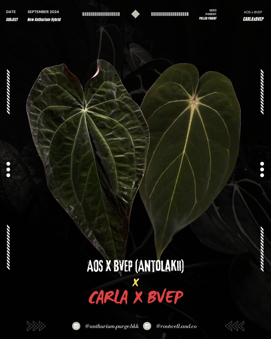 Anthurium ('AOS' x BVEP) x (carlablackiae x BVEP)