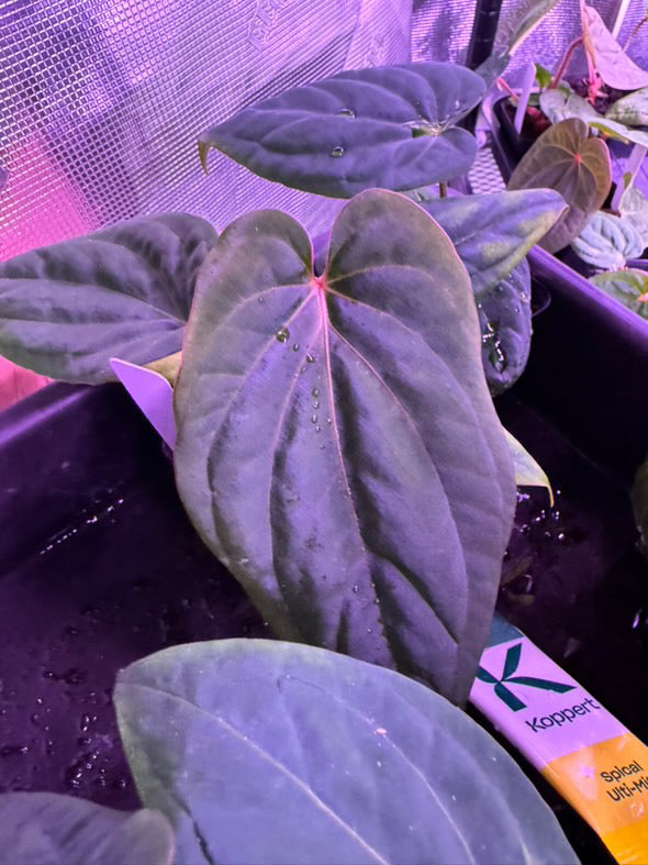 anthurium (RG dressleri F2 x carlablackiae) x kunayalense RA7 #DK03