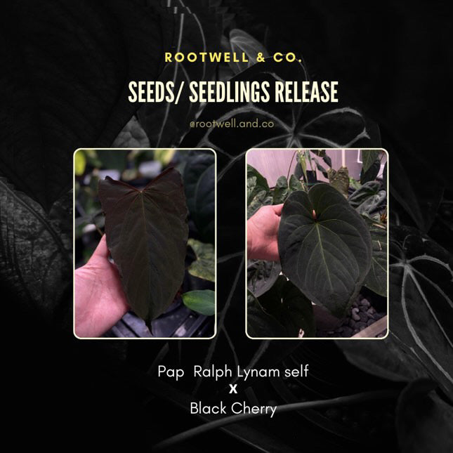 anthurium (papillilaminum 'ralph lynam' x self) x #blackcherry • germinated seeds
