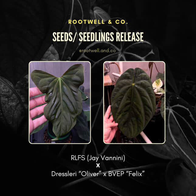 Anthurium papillilaminum 'RLFS' x (dressleri x 'BVEP')