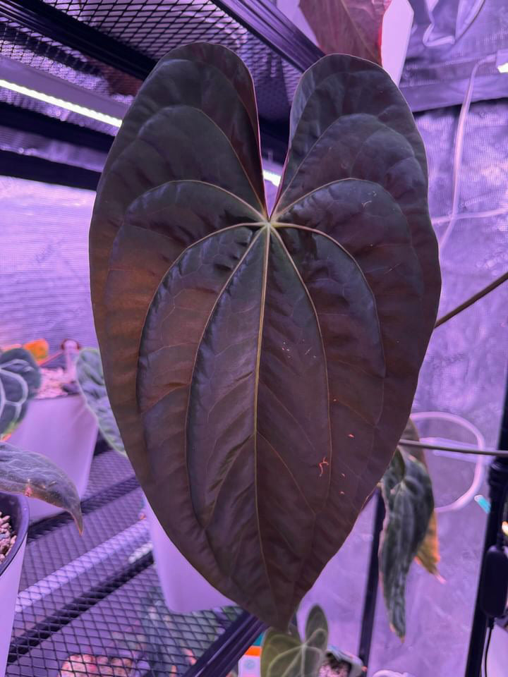 Anthurium papillilaminum x (antolakii / 'BVEP' x 'Dark Phoenix') • select holdback