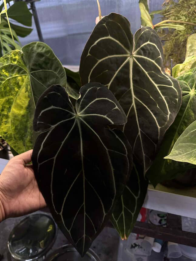 Anthurium ZaraMichelle carla x Black Widow • germinated seeds