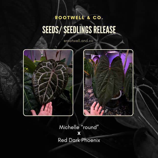 Anthurium 'Michelle' x 'RDP' • select ✨