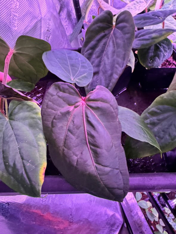 anthurium (RG dressleri F2 x carlablackiae) x kunayalense RA7 #DK05