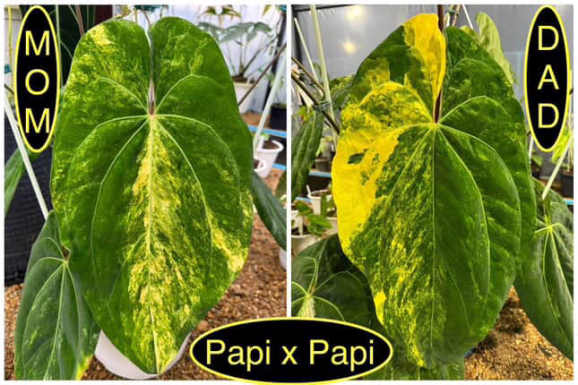 Anthurium pap hybrid x pap hybrid • variegated 🌟