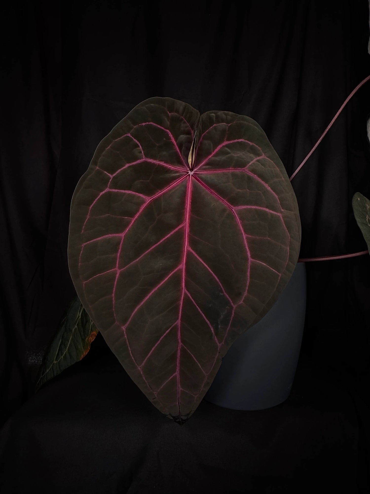 Anthurium 'magenta' x kunayalanse RA7 #MK5