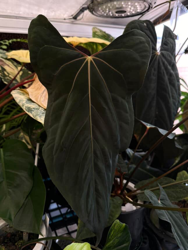 Anthurium 'RVDP' x papillilaminum 'RL x self' • germinated seeds