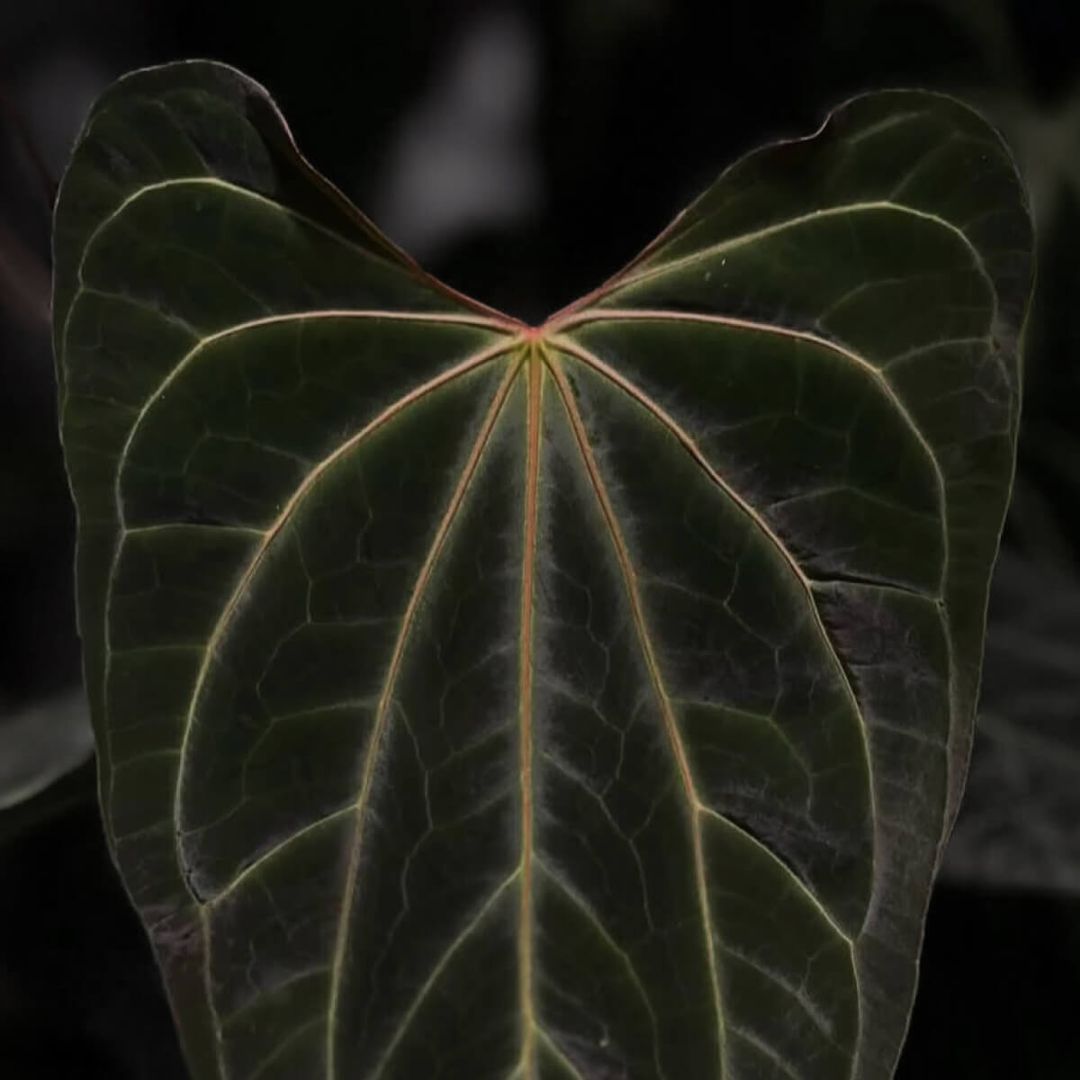 Anthurium_Black_hybrid-image-14f24bc861502f7825031a2bbae7253cf447bab9-1200x1200-jpg.jpg