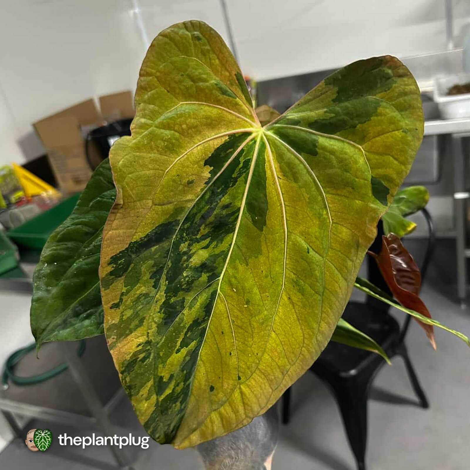 Etrarium/エトラリウム　HAKUGEI Anthurium 'Hemera' • variegated 🦄 – The Plant Plug