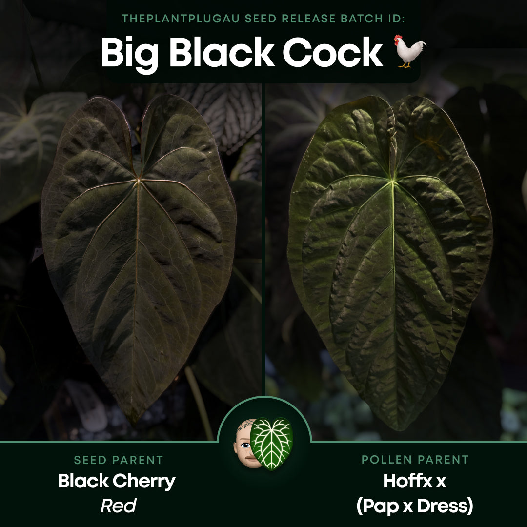 Anthurium #BBC