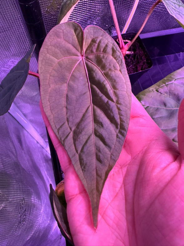 Anthurium 'magenta' x kunayalanse RA7 #MK5
