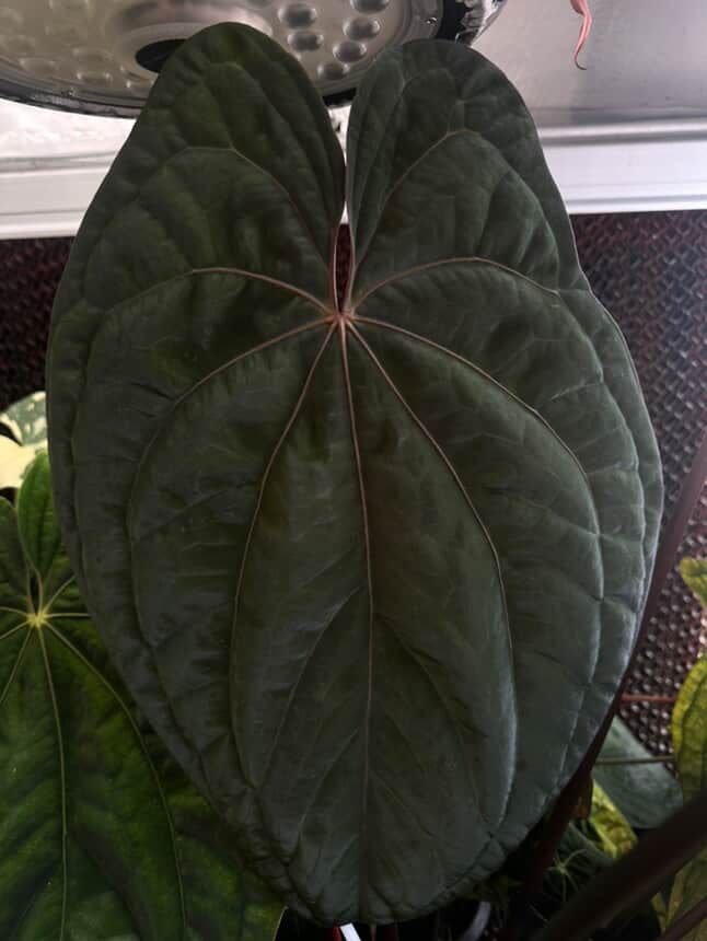 Anthurium 'RVDP' x papillilaminum 'RL x self' • germinated seeds