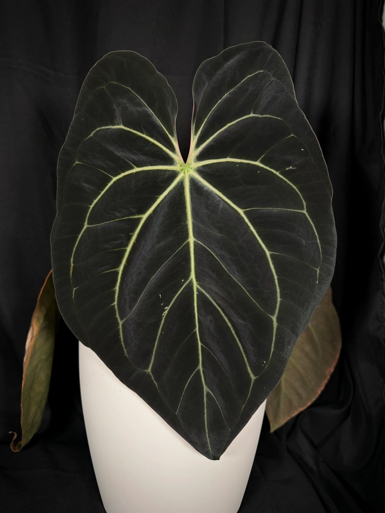 Anthurium (carlablackiae x besseae aff) x (bvep x dark phoenix) germinated seeds