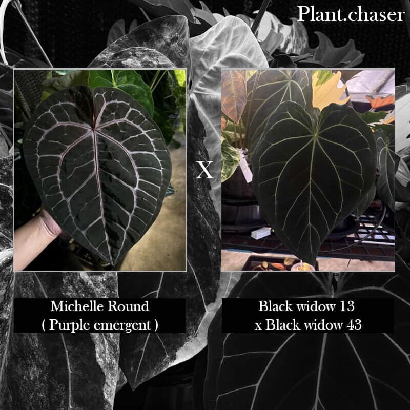 Anthurium 'Michelle' x 'Black Widow' • germinated seeds