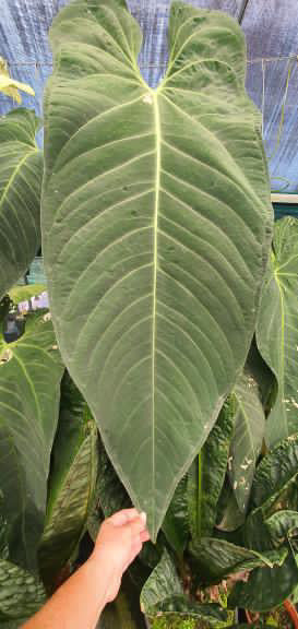 Anthurium warocqueanum x panamense s1 • grower's choice