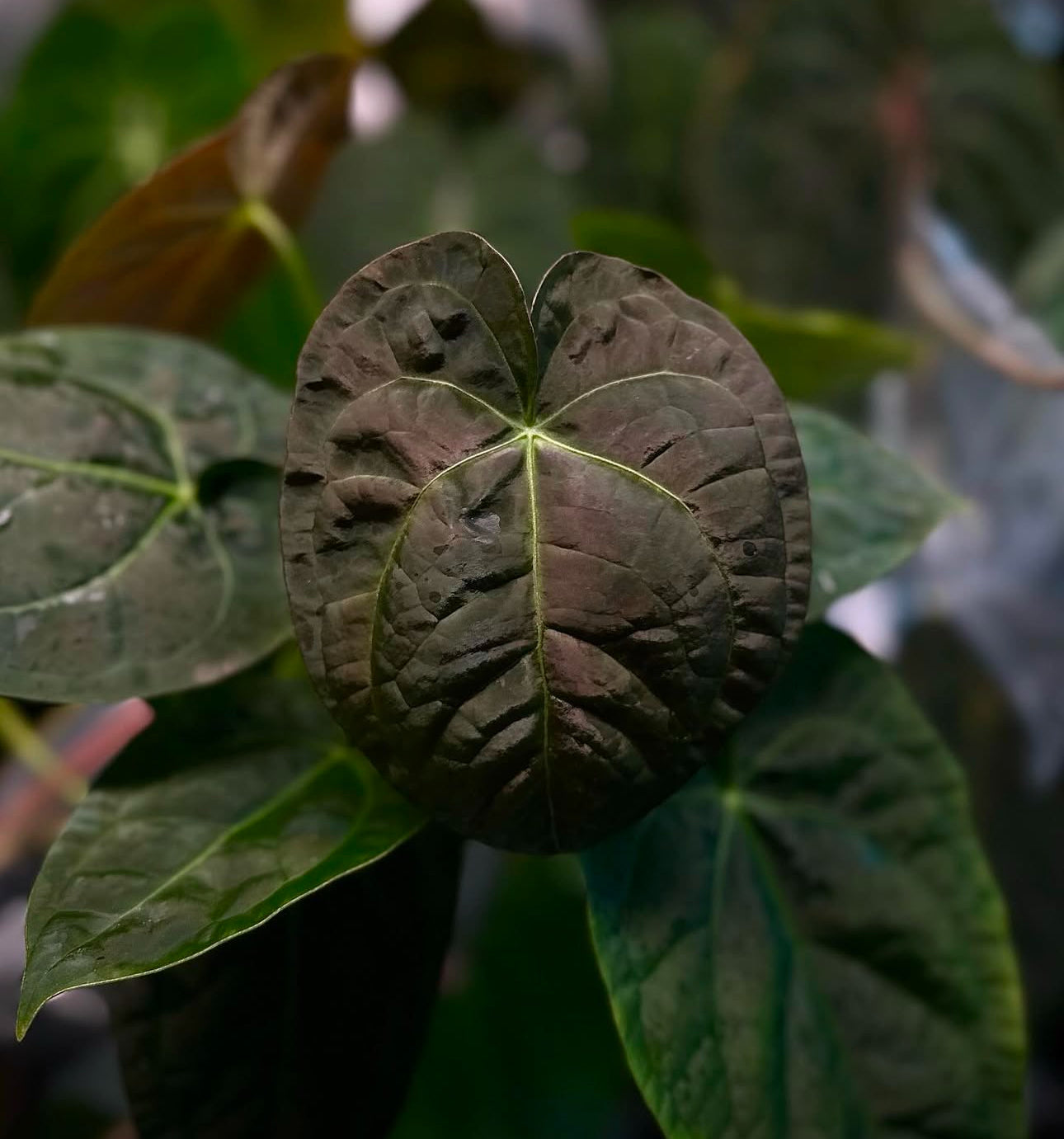 Anthurium #plug014 seeds